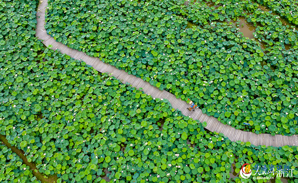 朵朵荷花下，一只只麻鸭穿梭其间，形成一幅动静结合的美景。人民网 章勇涛摄