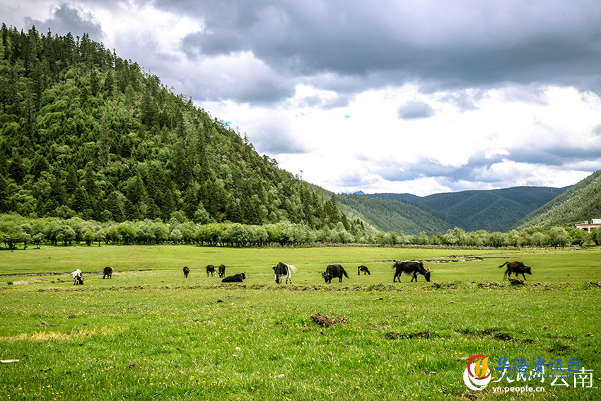 夏日来云南普达措公园感受绿意清凉。人民网 曾智慧摄