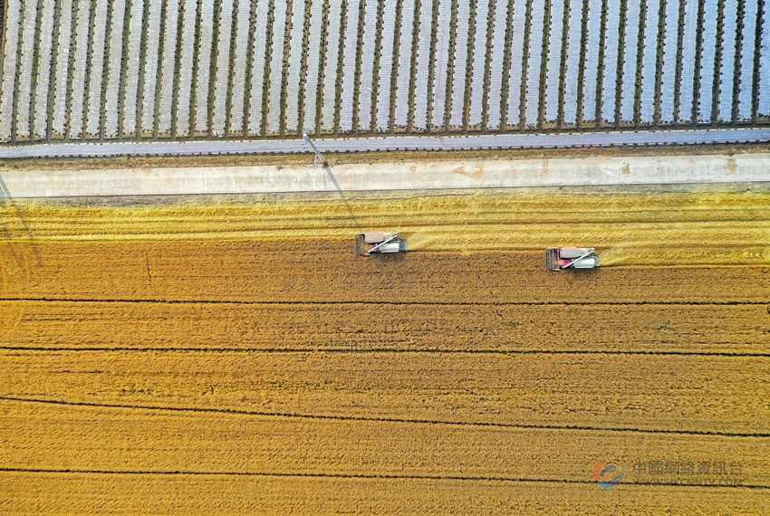 一三家庭农场里小麦正在收割。盛义摄