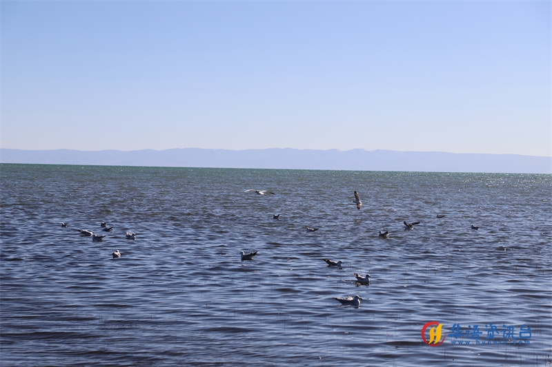 青海湖北岸仙女湾。才旦桑吾摄
