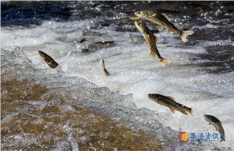 湟鱼洄游。才旦桑吾摄