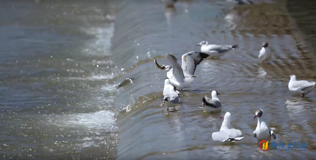 湟鱼洄游奇观。包雷摄