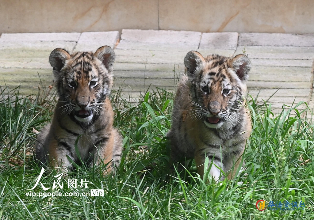河南沁阳：“萌虎”上新