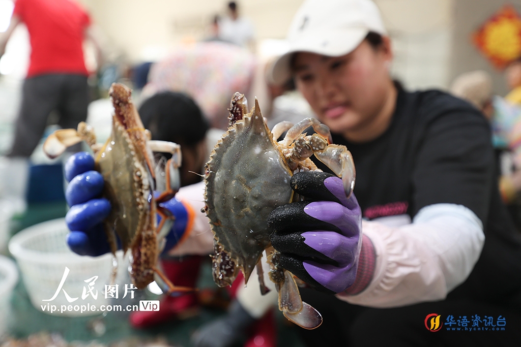 江苏连云港：伏季开捕归来 梭子蟹喜丰收