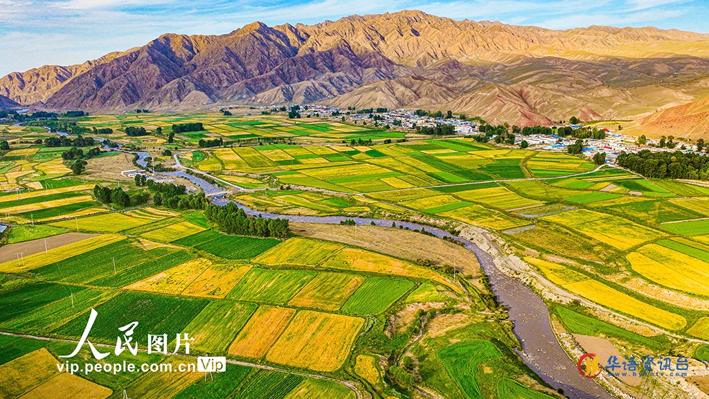 甘肃肃南：祁连山下掀麦浪