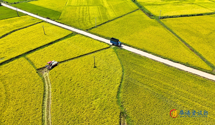 农民驾驶机械在田间进行收割作业。陈家乐摄