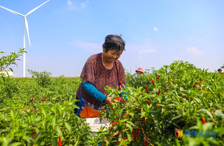 椒农在采摘辣椒。纪全举摄