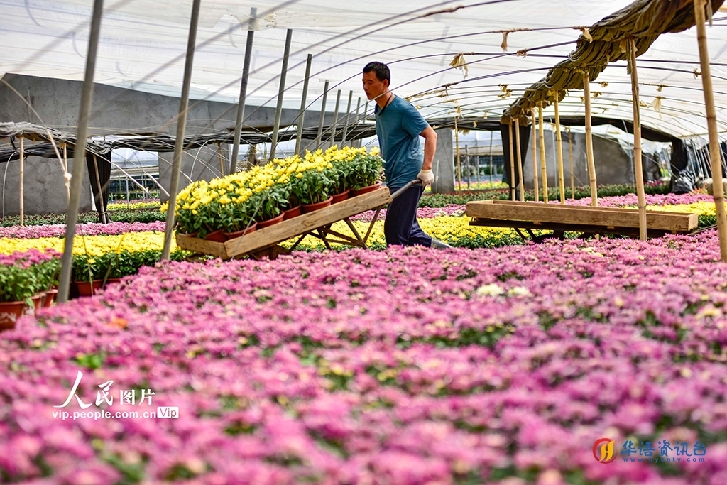 山东青州：花卉种植助增收