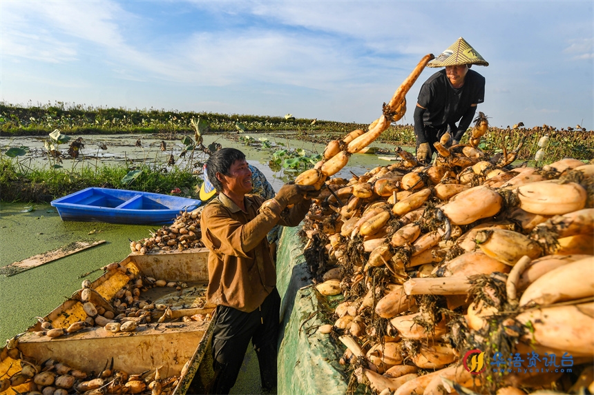 藕农将刚采收的莲藕装上车。周亮摄