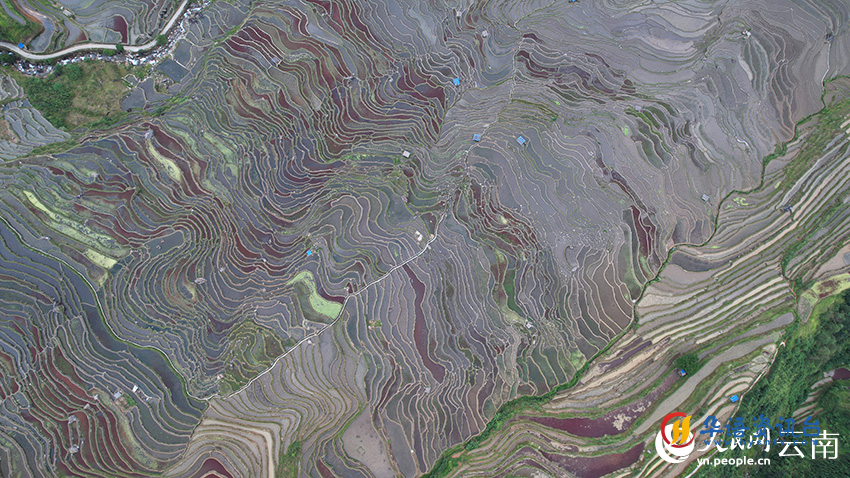 云南红河腊姑梯田美如画。李建东摄