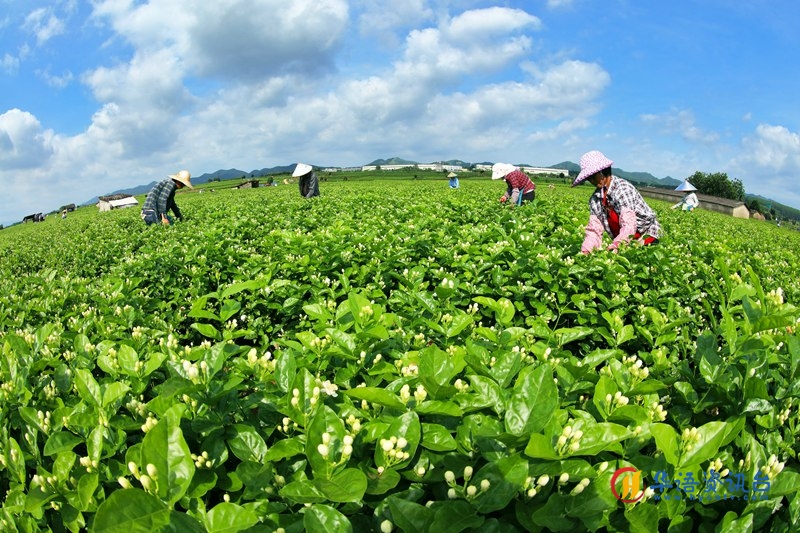小小茉莉花成为乡村振兴“致富花”。
