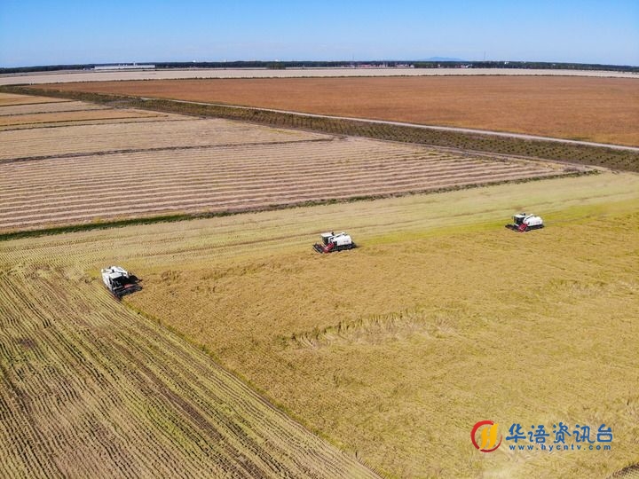 这是在位于黑龙江双鸭山市友谊县的北大荒农业股份有限公司友谊分公司一地块拍摄的水稻收获现场（2023年9月21日摄，无人机照片）。新华社记者 王松 摄