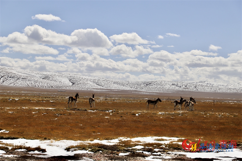 黄河源区藏野驴恣意奔跑。人民网 陈明菊摄