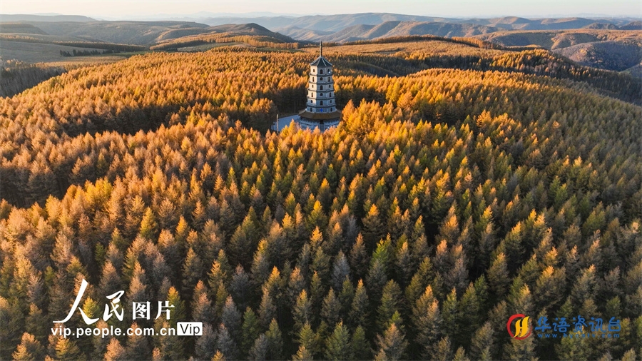 2023年10月14日，河北省塞罕坝国家森公园秋景。