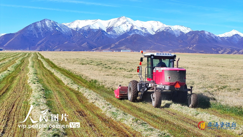 甘肃山丹马场：中国最大牧草生产基地“开镰”