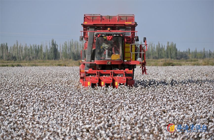 新疆巴州300余万亩棉花进入采收期