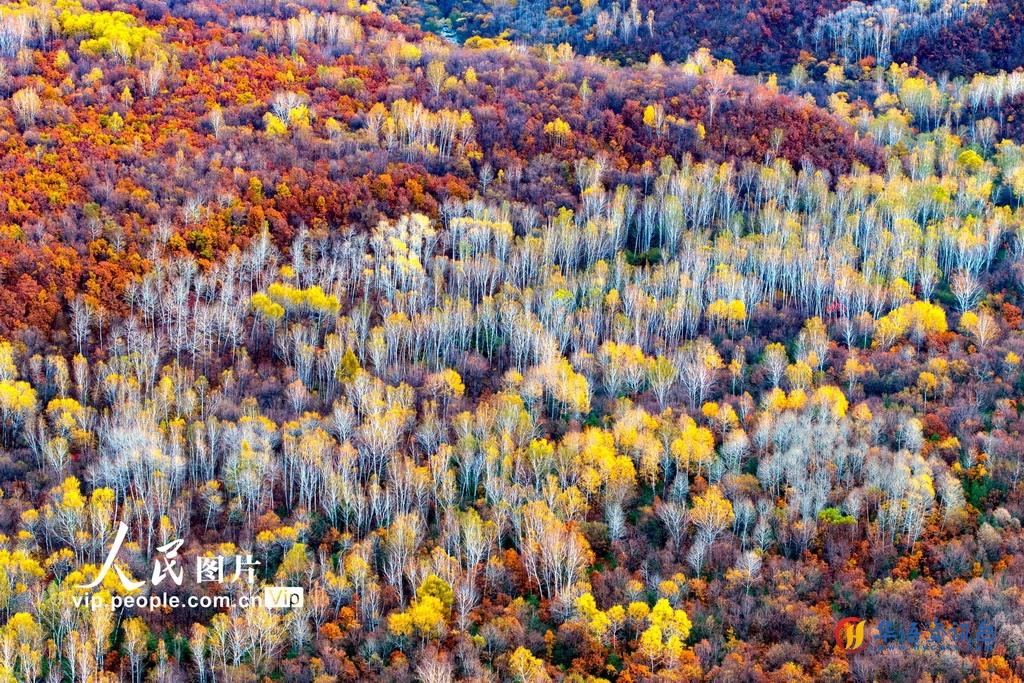 黑龙江逊克：层林尽染 色彩斑斓