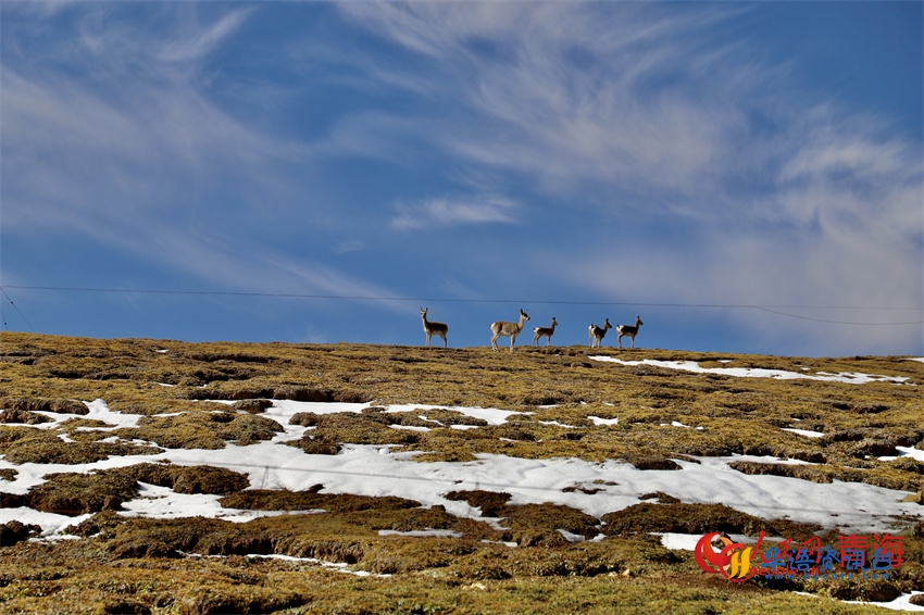 遥望藏羚羊。人民网 陈明菊摄