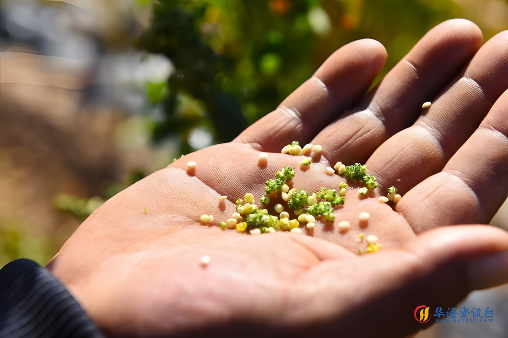 10月1日，在沽源县白土窑乡小西沟村，当地农户展示手搓后的成熟藜麦粒。