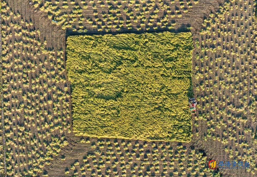 在吉林省舒兰市平安镇金星村，农民驾驶农机收割水稻（2023年9月21日摄，无人机照片）。新华社记者 张楠 摄