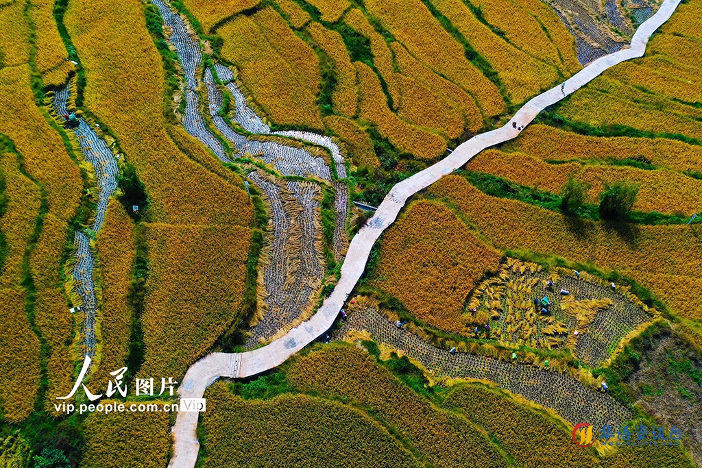 重庆：村民抢收稻谷保归仓