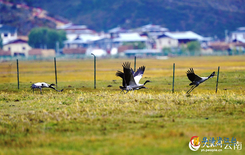 今年第一批黑颈鹤已到达纳帕海。陈志明摄