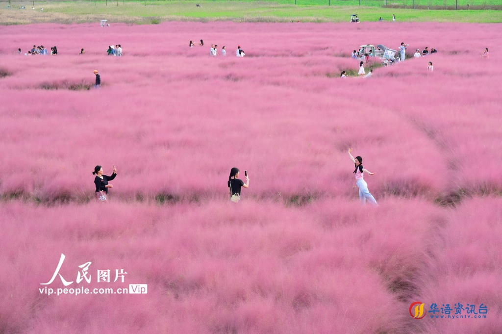 安徽固镇：粉色“花海”美如画