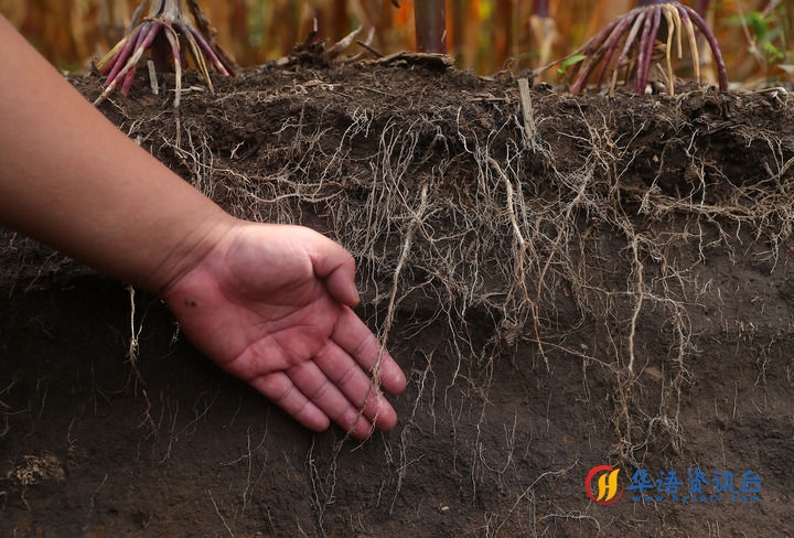 在辽宁省铁岭县蔡牛镇，张庄玉米合作社的农民向外地农民介绍黑土地保护和玉米秸秆还田情况（2023年9月26日摄）。新华社记者 杨青 摄