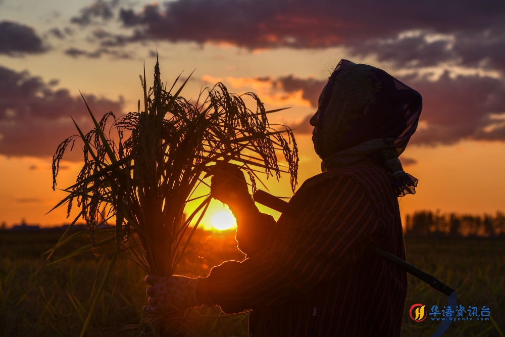 农民在吉林省吉林市永吉县万昌镇花家村收割水稻（2023年9月12日摄）。新华社记者 张楠 摄