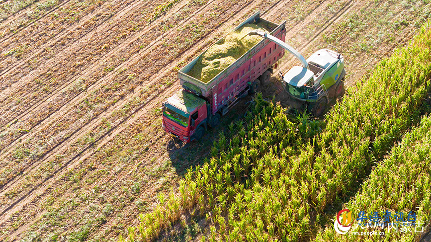 托克托县五申镇粮饲兼用的青贮玉米收割画面。张玮摄