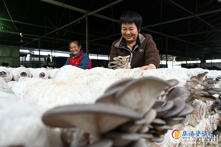 村民在采收桑枝菌。兰自涛摄