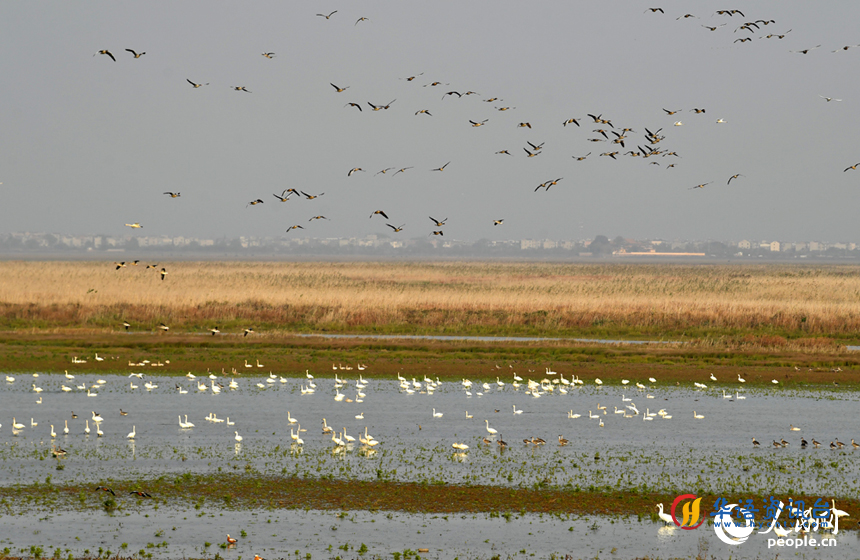 越冬候鸟云集鄱阳湖，它们或在空中飞翔，或在湖泊中觅食。 人民网记者 时雨摄