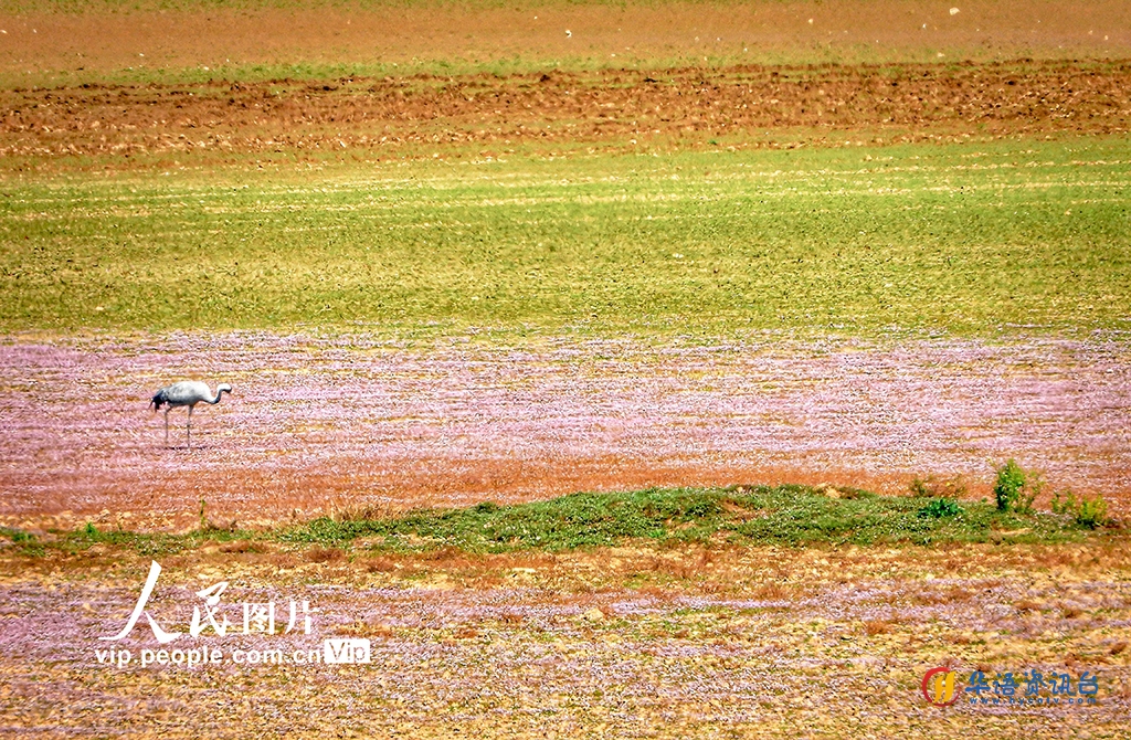 江西余干：多彩鄱阳湖