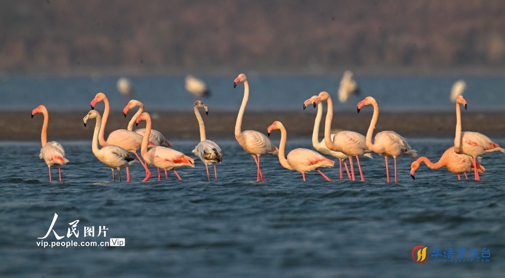 火烈鸟飞抵江苏东台条子泥湿地越冬