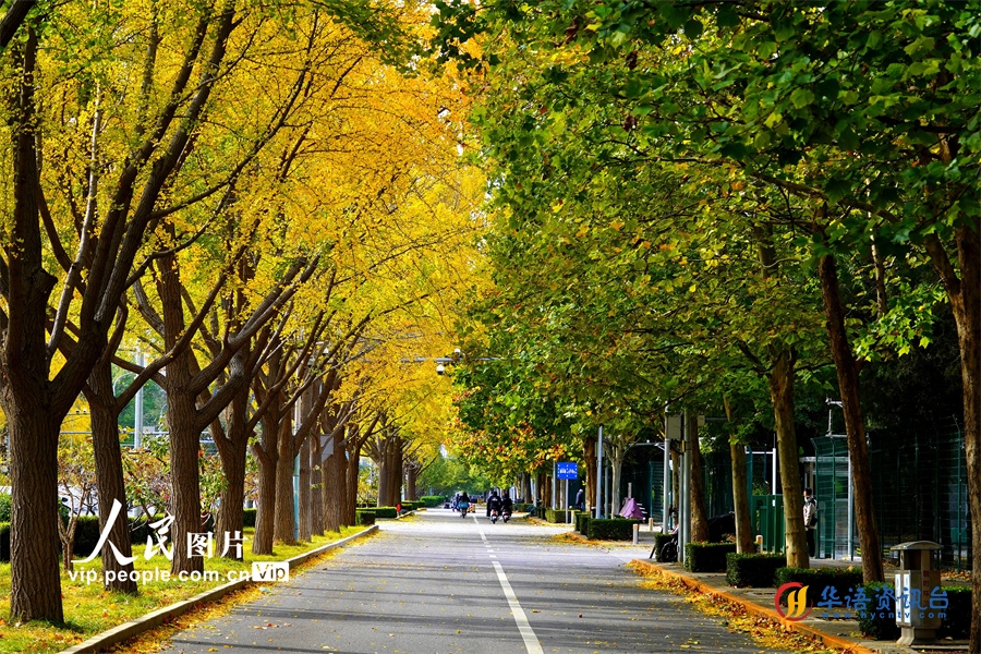 北京：东直门外大街银杏大道渐入佳境