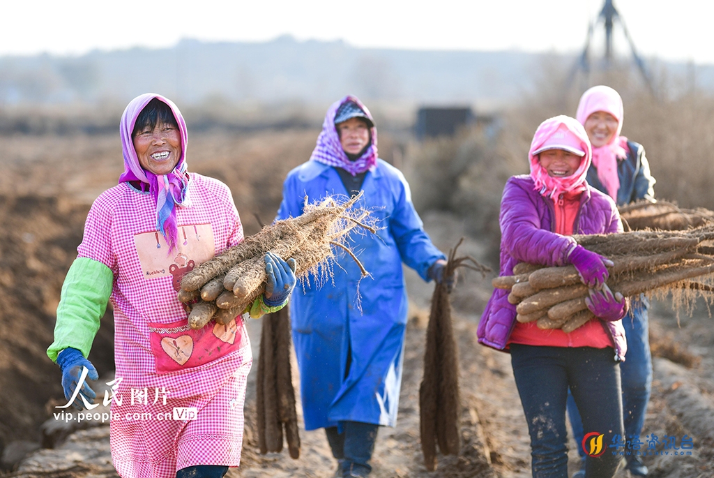内蒙古鄂尔多斯：沙地良田获丰收