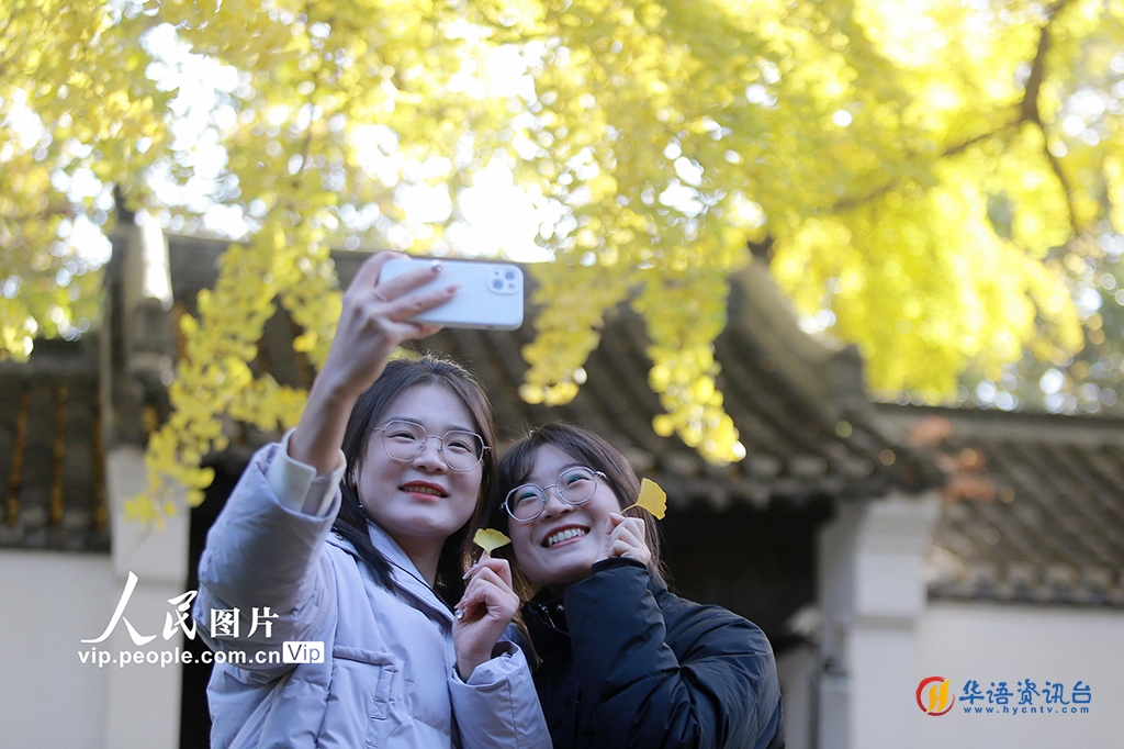 江苏扬州：初冬银杏美景引客来