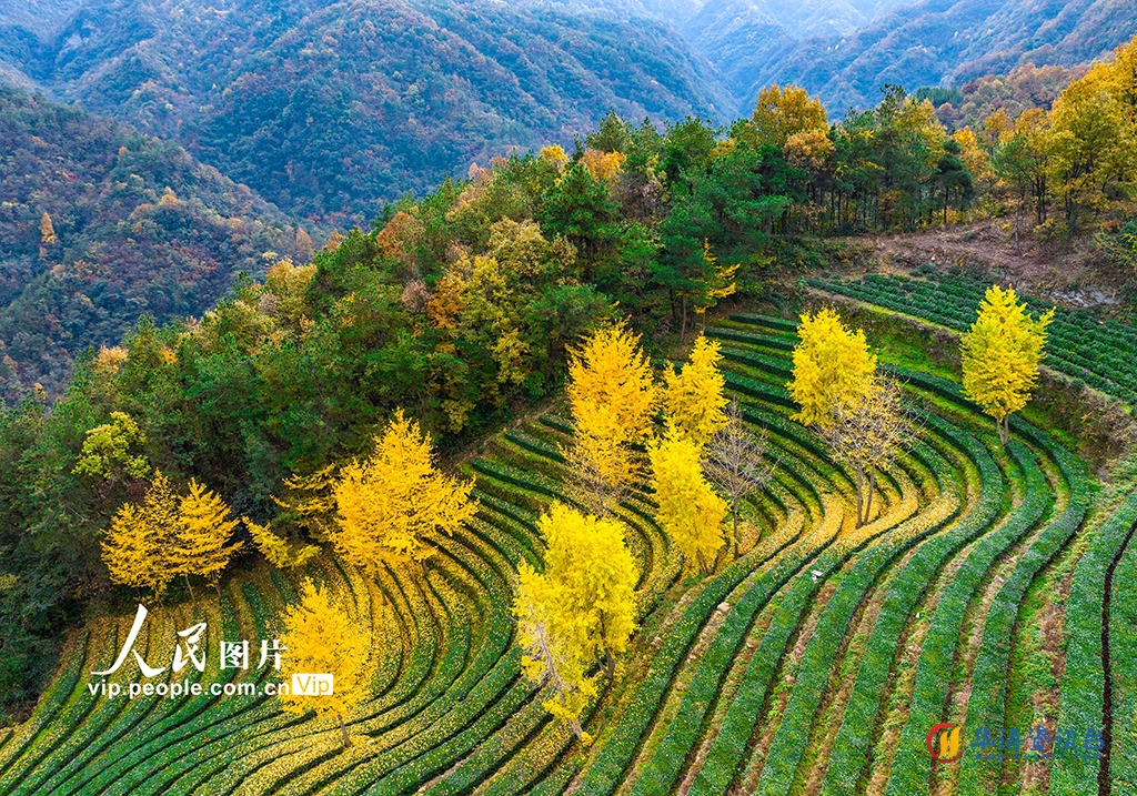 湖北十堰：武当山茶园冬景如画