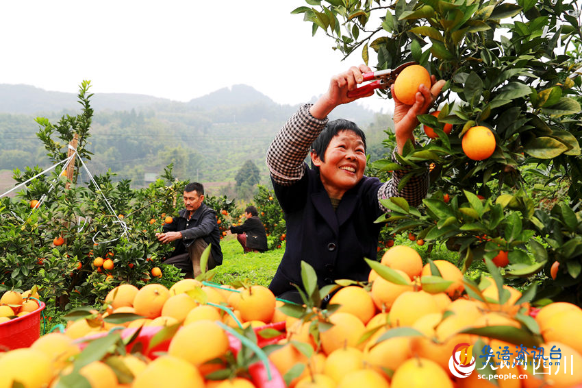 果农在果园里采摘脐橙。廖胜春摄