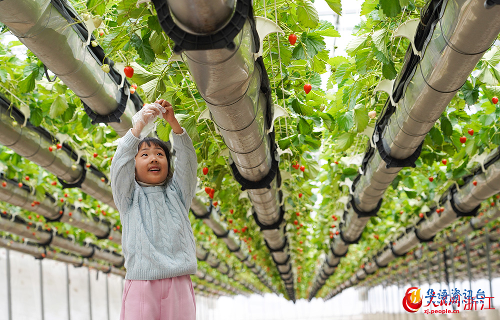 在浙江省台州市黄岩区北洋镇“空中”草莓园里，小朋友们在采摘草莓。人民网 章勇涛摄