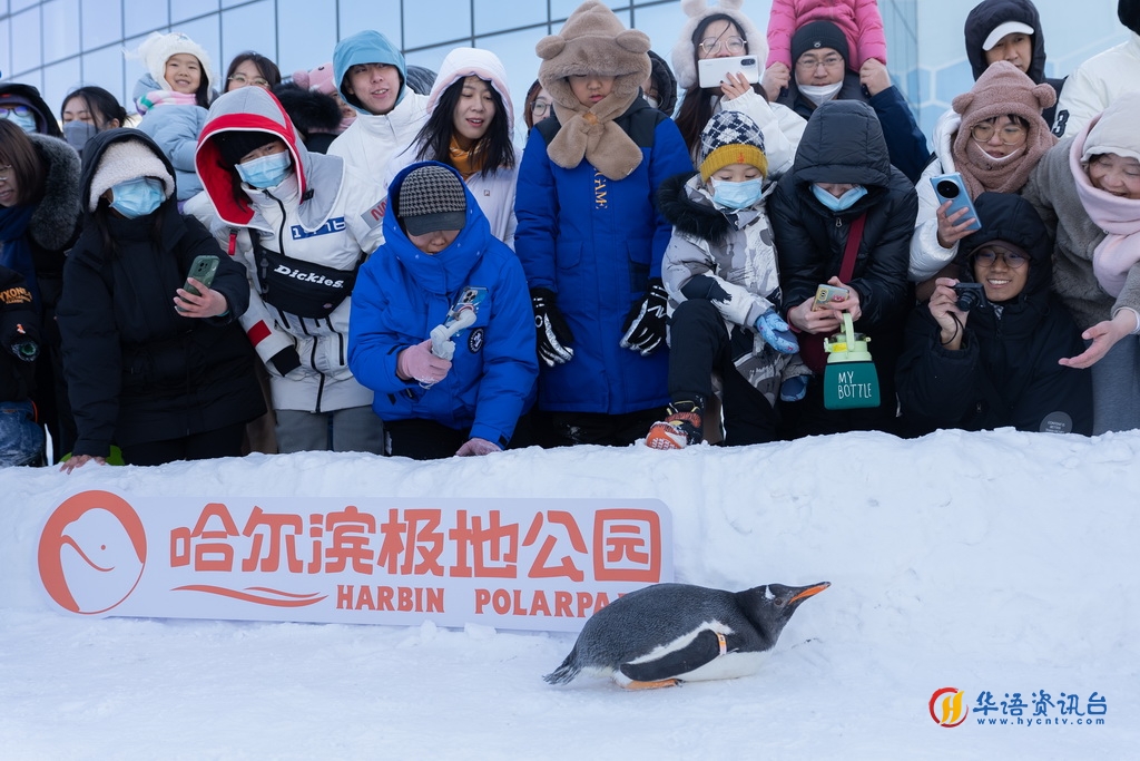 12月3日，在哈尔滨极地公园户外冰雪巡游的企鹅吸引游客围观。新华社记者 王大禹 摄