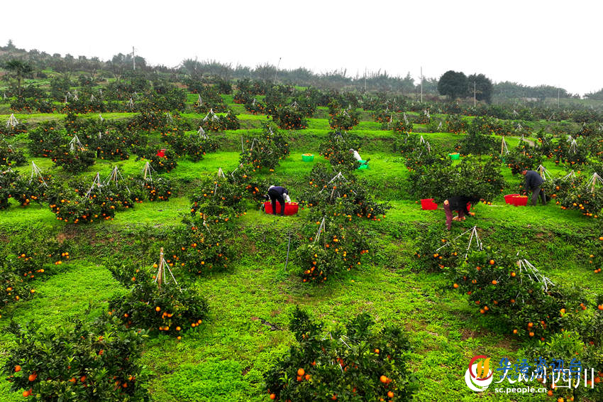 果农在果园里采摘脐橙。廖胜春摄