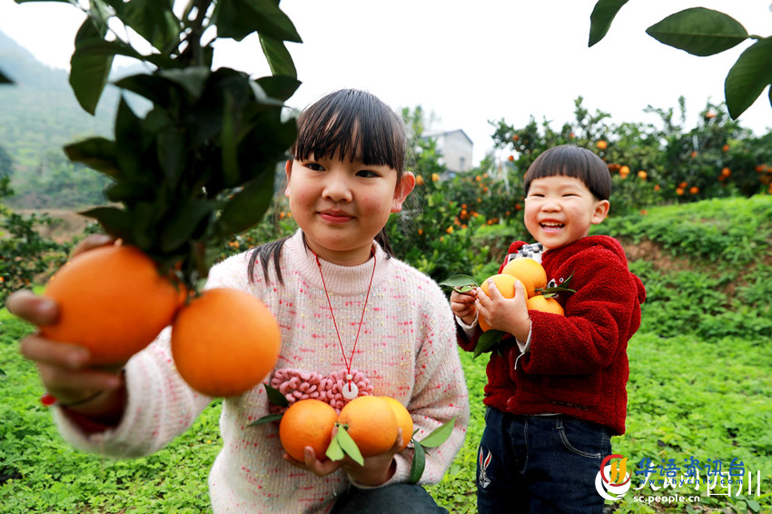 脐橙丰收。廖胜春摄