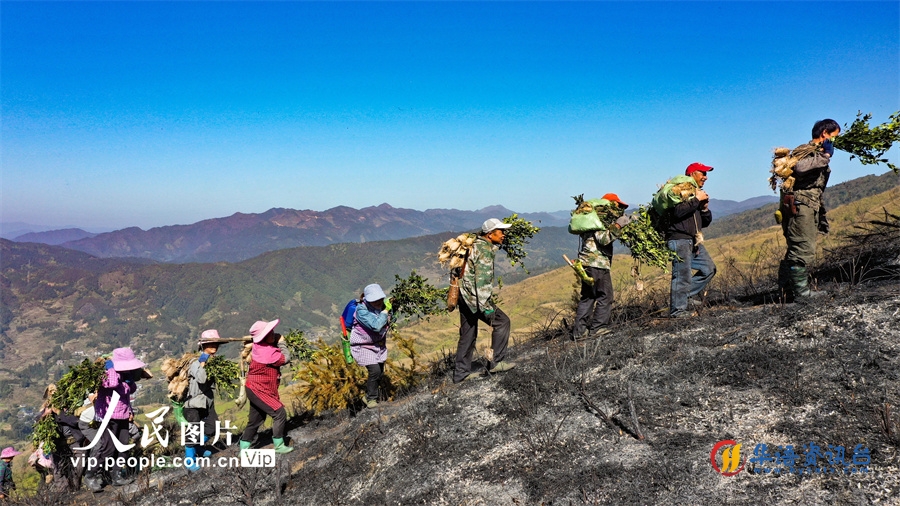 12月7日，在龙胜各族自治县乐江镇地灵村，村民正在搬运油茶树苗。