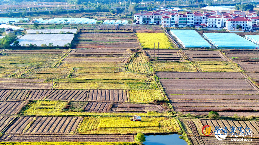 收割机在稻田间来回作业，一株株水稻通过脱粒后进入谷仓，实现颗粒归仓。人民网 朱海鹏摄