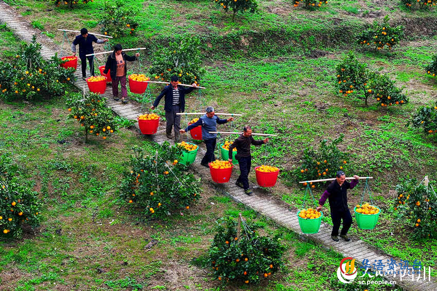 当地果农在挑运脐橙。廖胜春摄
