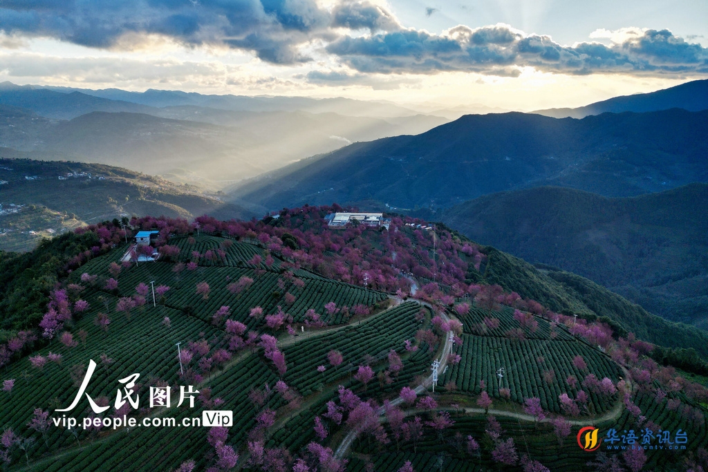 2023年12月18日，云南南涧彝族自治县无量山樱花谷美景。