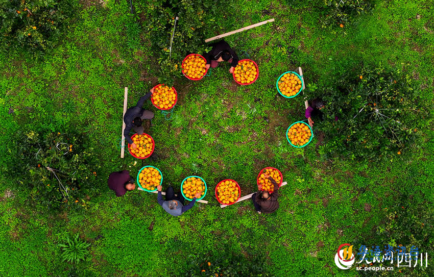 脐橙丰收。廖胜春摄