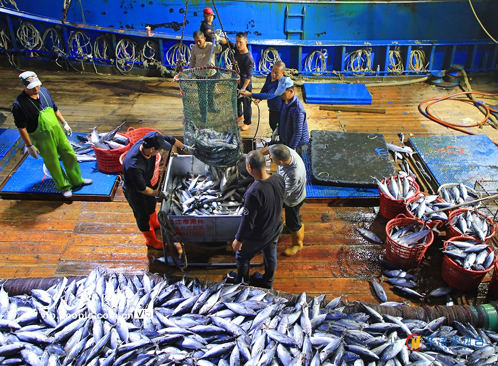 浙江玉环：冬捕丰收鱼满仓
