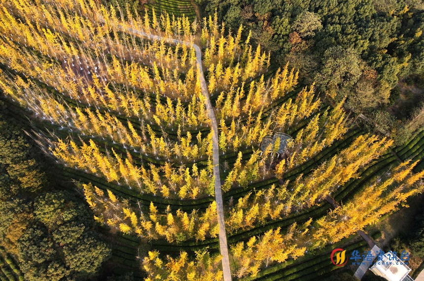 江西省南昌县凤凰沟景区银杏迎来最佳观赏季。虞亮亮摄